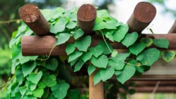 Quatre plantes grimpantes parfumées idéales pour embellir une gloriette de jardin ?