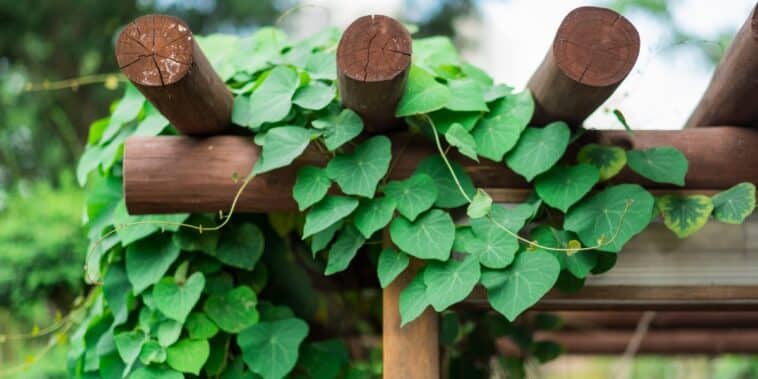 Quatre plantes grimpantes parfumées idéales pour embellir une gloriette de jardin ?
