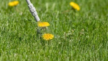 Comment fabriquer un herbicide naturel maison pour un jardin sans mauvaises herbes ?