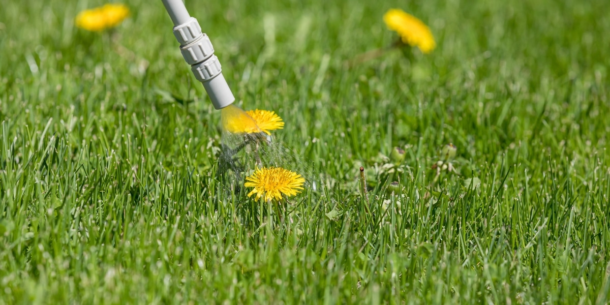 Comment fabriquer un herbicide naturel maison pour un jardin sans