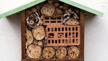Comment créer un havre pour coccinelles : attirez les alliés naturels de votre jardin