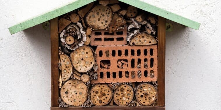 Comment créer un havre pour coccinelles : attirez les alliés naturels de votre jardin