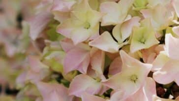 Pourquoi mes hortensias perdent-ils leur couleur ? Astuces pour préserver leur éclat dans votre jardin