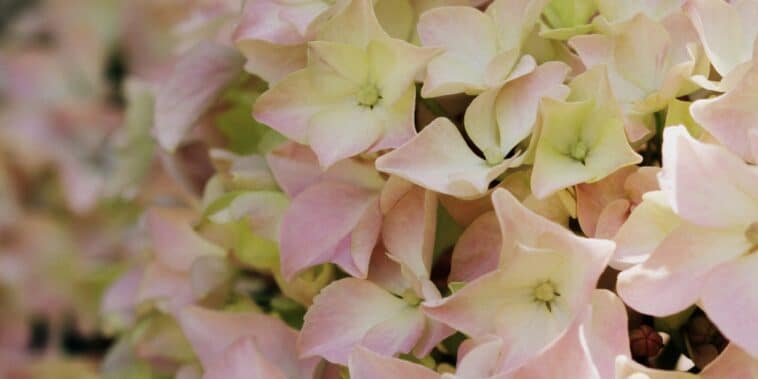 Pourquoi mes hortensias perdent-ils leur couleur ? Astuces pour préserver leur éclat dans votre jardin