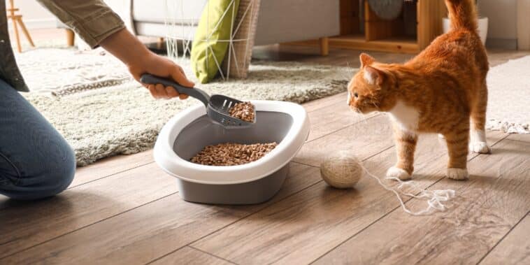 Comment apprendre à son chat à utiliser sa litière ?