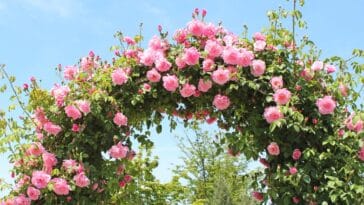 Quelles variétés de rosiers grimpants choisir pour sublimer votre arche de jardin ? Découvrez le top 5 pour une décoration florale époustouflante