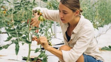 Cultivez des tomates luxuriantes : le guide ultime pour comprendre quand et comment retirer les gourmands