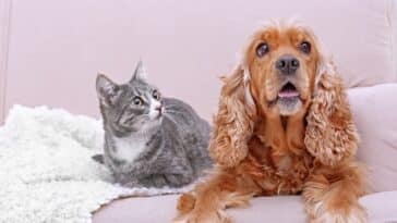 Comment retirer les poils de chat sur les vêtements et les canapés ?