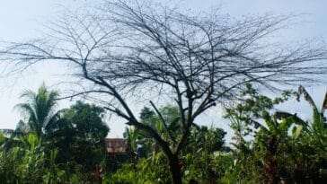 Comprendre le dépérissement du cerisier : les raisons sous-jacentes de la mort prématurée des arbres fruitiers dans votre jardin