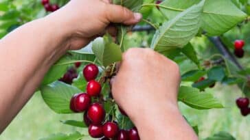 Récolte des cerises : astuces et signes pour choisir le bon moment et les cueillir à maturité