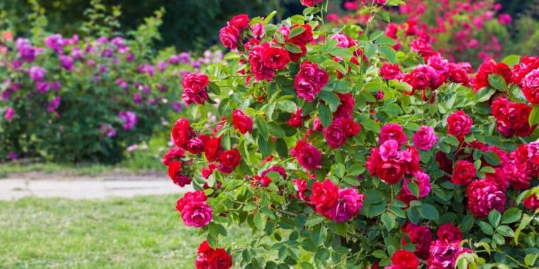 Protégez vos roses sans nuire à la nature : découvrez les meilleures techniques pour désherber autour des rosiers sans produits chimiques