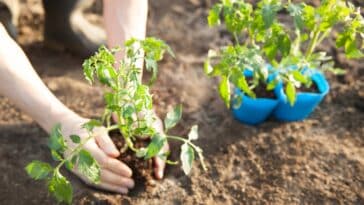 Découvrez les compagnons idéaux et les voisins à éviter pour vos tomates au jardin !