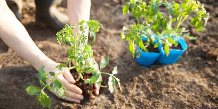 Découvrez les compagnons idéaux et les voisins à éviter pour vos tomates au jardin !