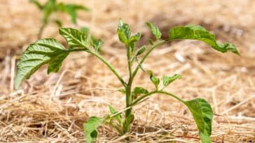 Comment pailler la tomate et économiser l'eau au potager ?