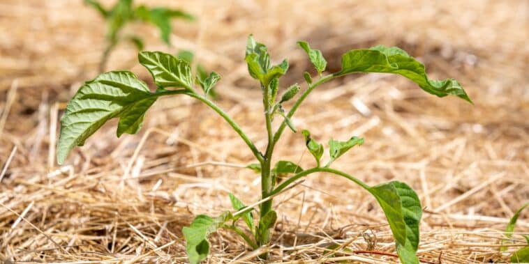 Comment pailler la tomate et économiser l'eau au potager ?