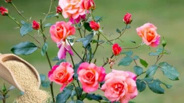 Voici comment utiliser la levure pour stimuler la floraison des rosiers dans votre jardin !