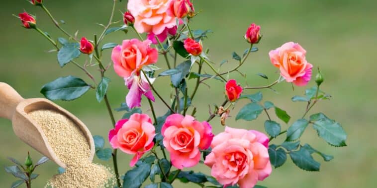 Voici comment utiliser la levure pour stimuler la floraison des rosiers dans votre jardin !