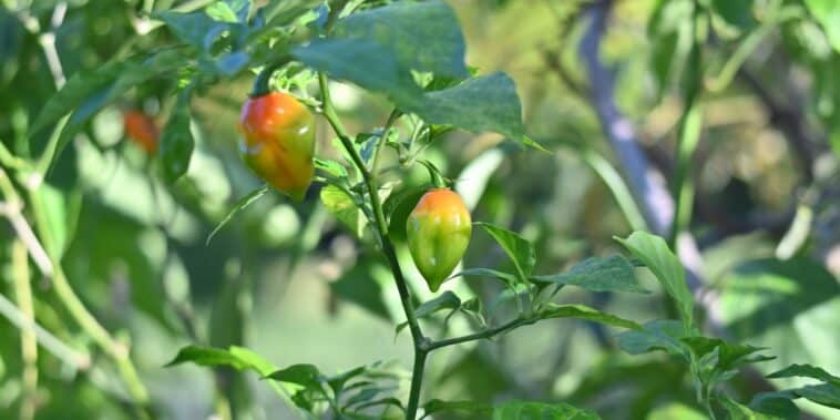 Pourquoi les feuilles de votre poivrier tombent : 4 raisons fréquentes et comment y remédier