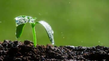 Que planter après la pluie en juin ? On vous dit tout !