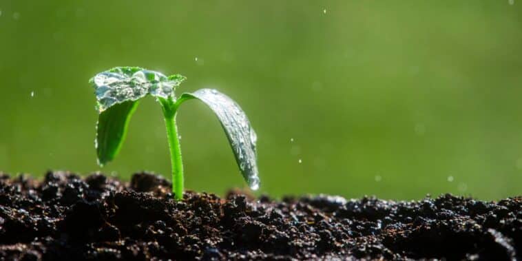 Que planter après la pluie en juin ? On vous dit tout !