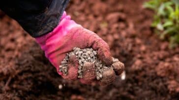 Guide ultime pour fertiliser vos tomates : quand et comment utiliser le fumier de poule dans votre jardin