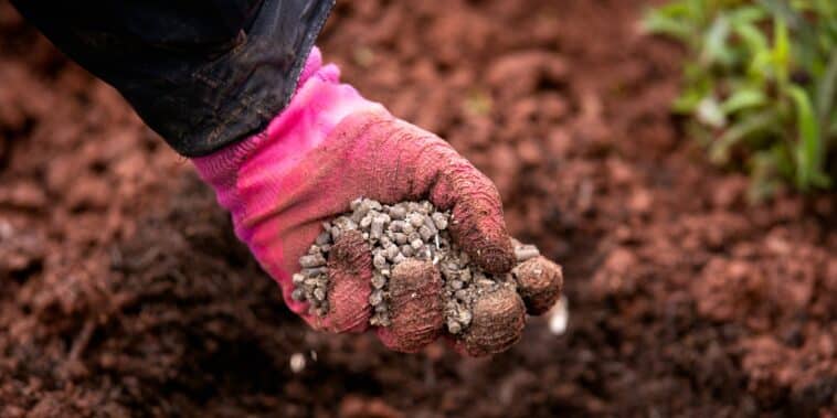 Guide ultime pour fertiliser vos tomates : quand et comment utiliser le fumier de poule dans votre jardin