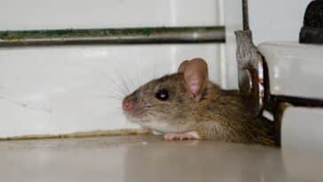 Comment faire fuir les rats des WC et éviter leur retour sans faire appel à des professionnels ?