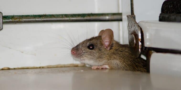 Comment faire fuir les rats des WC et éviter leur retour sans faire appel à des professionnels ?