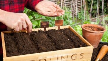 Que planter et semer en juin au jardin : le guide complet pour un été florissant