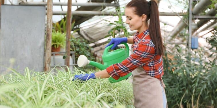 Comment maintenir l'arrosage de votre jardin sous serre pendant vos absences : astuces pour les vacanciers jardiniers