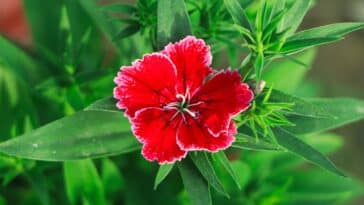 Comment réussir la plantation de l’œillet parfumé  au jardin ?