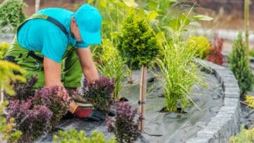 Optimisez votre espace vert : les outils essentiels pour un jardin à faible entretien