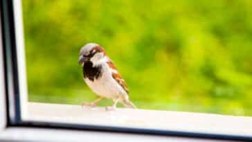 Comment éviter que les oiseaux se cognent dans les vitres ? Comment les protéger ?