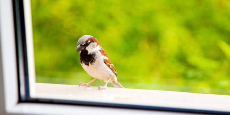 Comment éviter que les oiseaux se cognent dans les vitres ? Comment les protéger ?