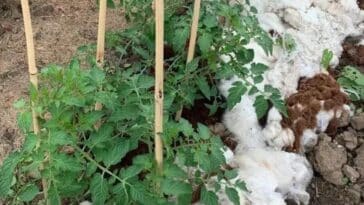 Comment utiliser la laine de mouton comme paillis pour vos tomates : astuces et avantages pratiques