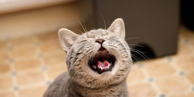 Comment comprendre les miaulements inexplicables de votre chat : symptômes, types et astuces pratiques