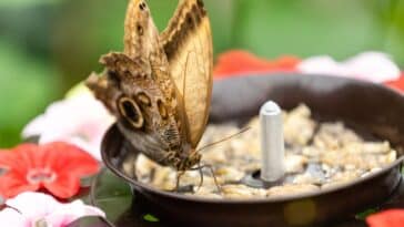 Comment créer facilement votre propre mangeoire à papillons pour égayer votre jardin ?