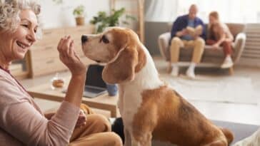 Conseils pour trouver le chien idéal pour les personnes âgées : découvrez notre sélection de top 3 races