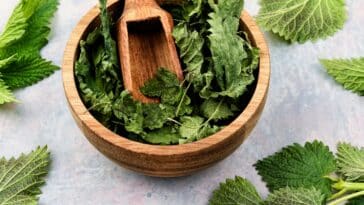 Comment préparer un purin d'orties maison : astuces pratiques pour protéger vos tomates efficacement