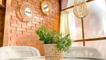 Astuces pratiques : découvrez quatre plantes naturelles pour éloigner les moustiques cet été