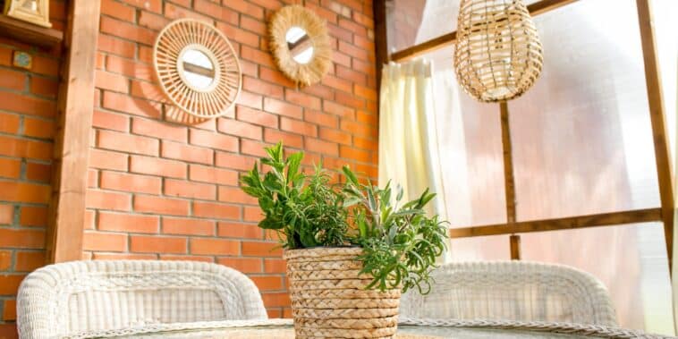 Astuces pratiques : découvrez quatre plantes naturelles pour éloigner les moustiques cet été