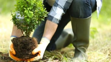 Améliorez votre jardin en été : les 6 meilleurs arbres pour un sol sec et pauvre