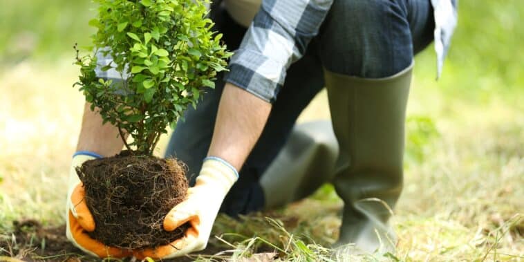 Améliorez votre jardin en été : les 6 meilleurs arbres pour un sol sec et pauvre