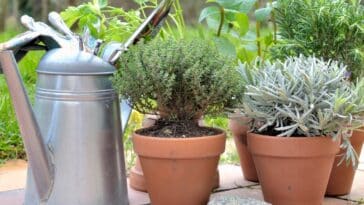 Cultiver des herbes aromatiques avec succès : les bons gestes au jardin et à la maison