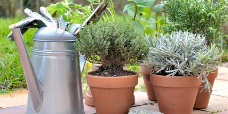 Cultiver des herbes aromatiques avec succès : les bons gestes au jardin et à la maison