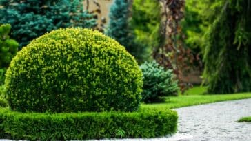 Accélérez la croissance de votre buis : 5 astuces d'entretien à essayer dans votre jardin
