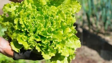 Astuces de jardinier pour empêcher vos salades de monter en graines : découvrez le pourquoi du comment