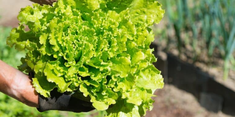 Astuces de jardinier pour empêcher vos salades de monter en graines : découvrez le pourquoi du comment