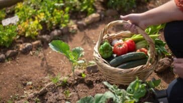 Astuces pour un jardin épanoui en juillet : entretien, semis, plantation et conseils pratiques