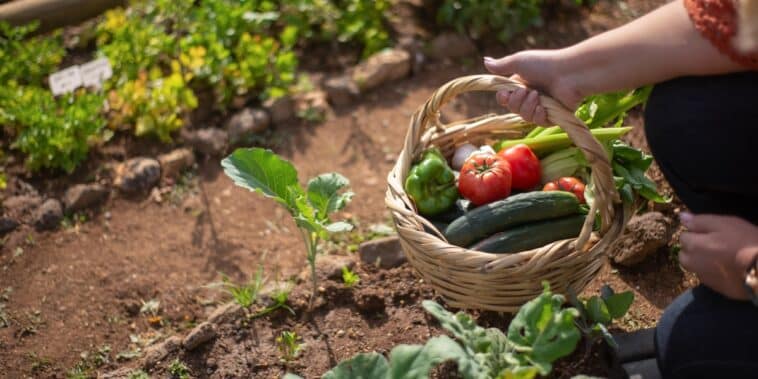 Astuces pour un jardin épanoui en juillet : entretien, semis, plantation et conseils pratiques